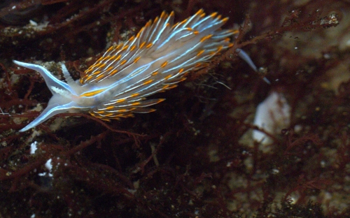 Opalescent nudibranch 